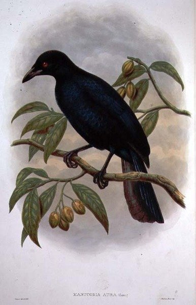 Glossy-mantled Manucode by M. Hart